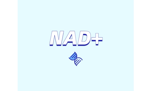 為什么要增強(qiáng)NAD+？